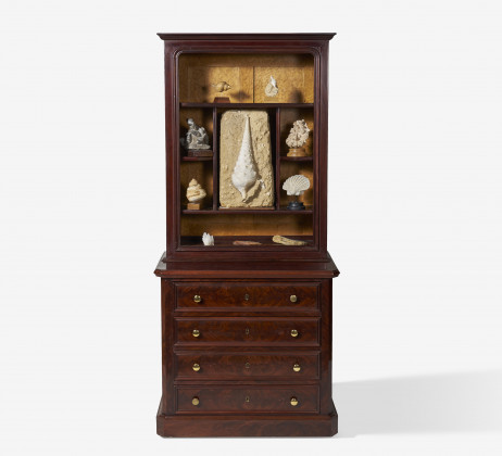 Superb cabinet with a collection of gastropodes and lamelibranches