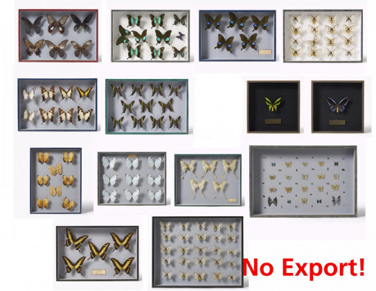 Fifteen entomological cases with butterflies
