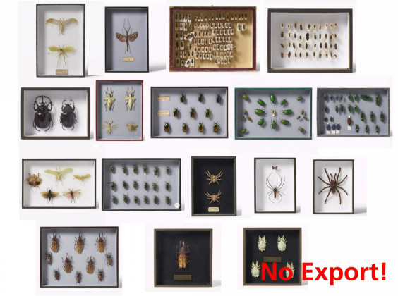 17 entomologische Kästen mit Käfern, anderen Insekten und Spinnen