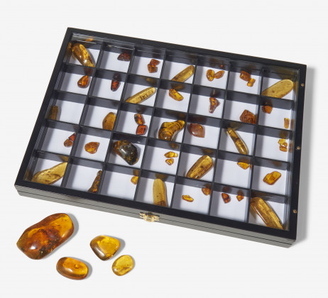 50 amber stones with trapped insects