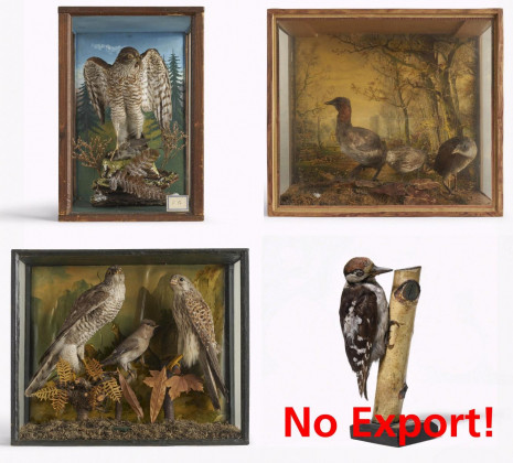 Four dioramas with native birds and a woodpecker on a branch