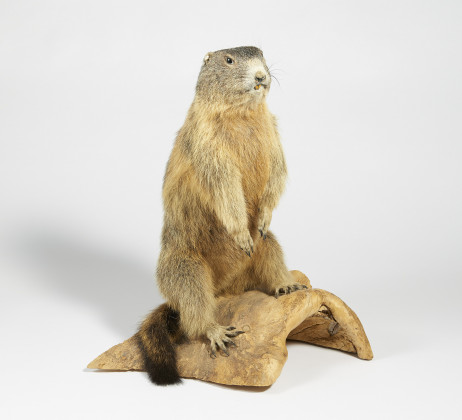 Standing marmot