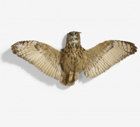 Eagle owl with outspread wings