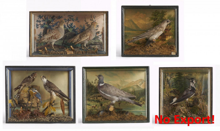 Five dioramas with native birds