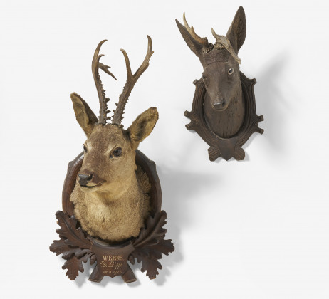 Roebuck's head and a misshapen set of horns
