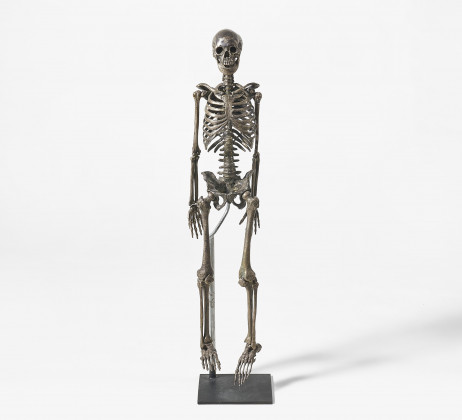 Anatomiemodel eines Skeletts