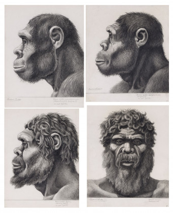 Vier anthropologische Zeichnungen von Homo erectus und sapiens
