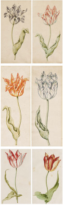 Sechs Aquarelle. Tulpen