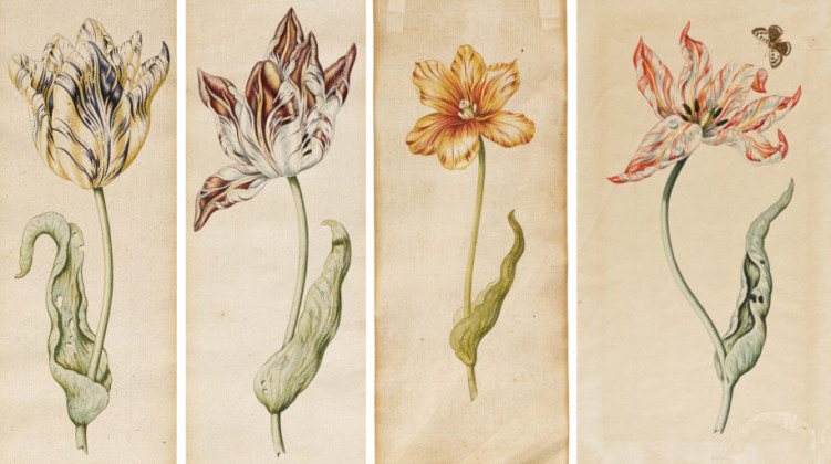 Vier Blätter mit einzelnen Tulpen