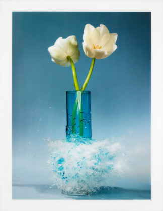Untitled (Tulipa)