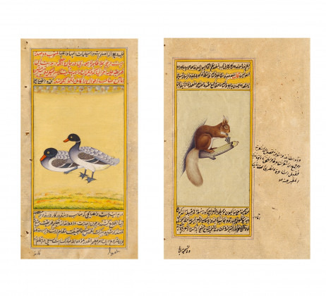 Zwei Manuskript-Illustrationen von Enten und Eichhörnchen
