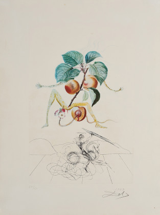Abricot chevalier (Aus: Flordali - Les Fruits)
