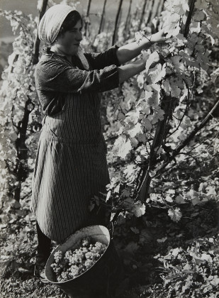 Winzerin bei der Weinlese