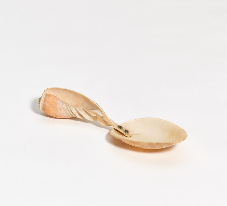 Seashell spoon for a cabinet of curiosities