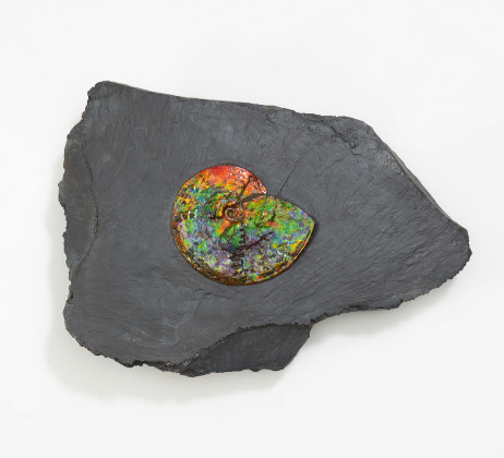 Irisidescent Ammonite