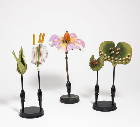 Drei Pflanzen-Anatomische Modelle