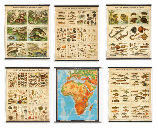 Fünf "Schreiber's große Wandtafeln der Naturgeschichte der Amphibien" &amp; eine Landkarte Afrikas
