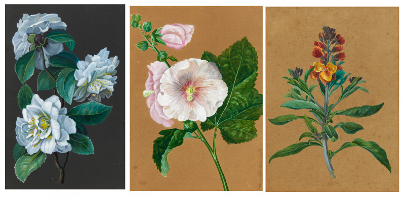 Three Studies of Flowers