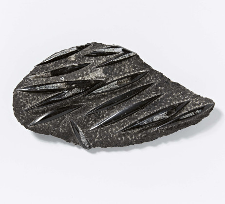 Fossile Orthoceras Platte