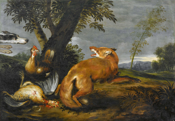 Fuchs auf der Hühnerjagd, vom Hund überrascht