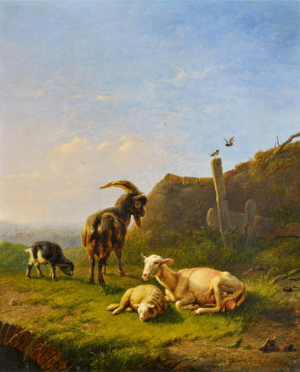 Lagernde Schafe und Ziegen