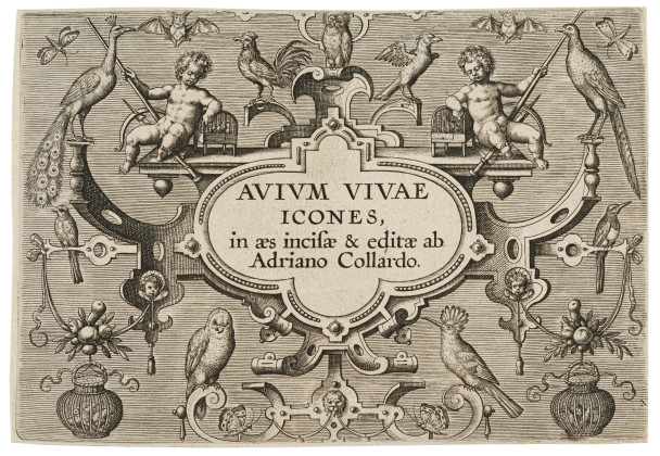 Avium Vivae Icones in aes (Hollstein 616-647)