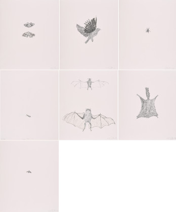 bee, squirrel, moth, bird, fly und bat