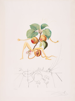 Abricot Chevalier (Aus: Flordali - Les Fruits)