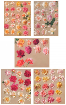 Fünf Pastelle mit Rosenblüten