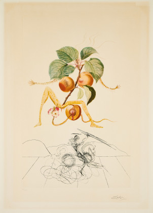 Abricot chevalier (Aus: Flordali / Les Fruits)