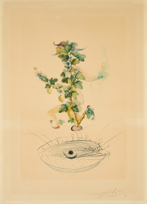 Révérence du groseillier (From: Flordali / Les Fruits)