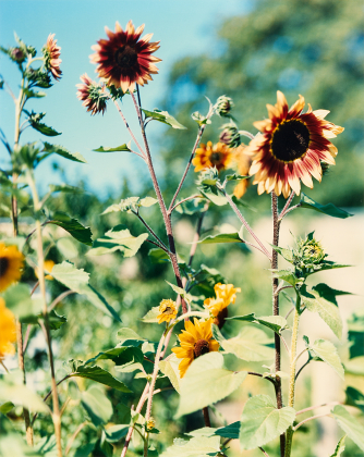 Helle Sonnenblumen No 1