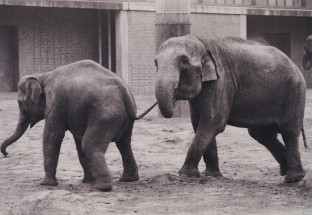 Leipziger Zoo 1985 I