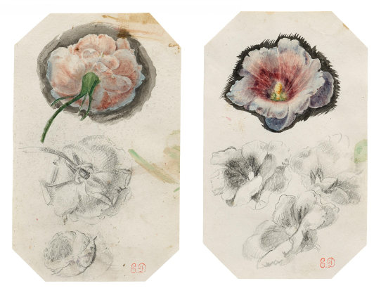 Two Floral Studies