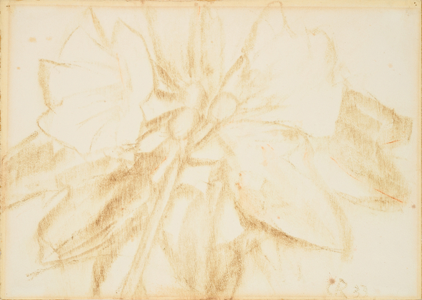 Untitled (Große Blüte)