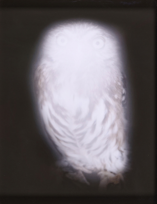 Smiling Barn Owl III