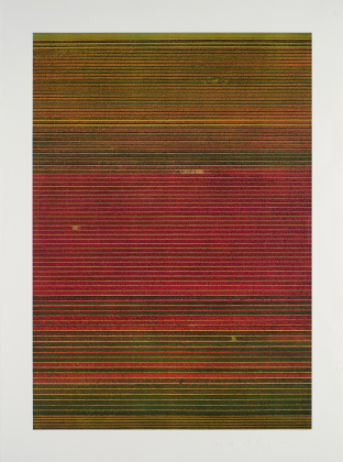 Untitled XVII