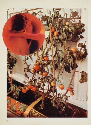 The Tomato Lovers