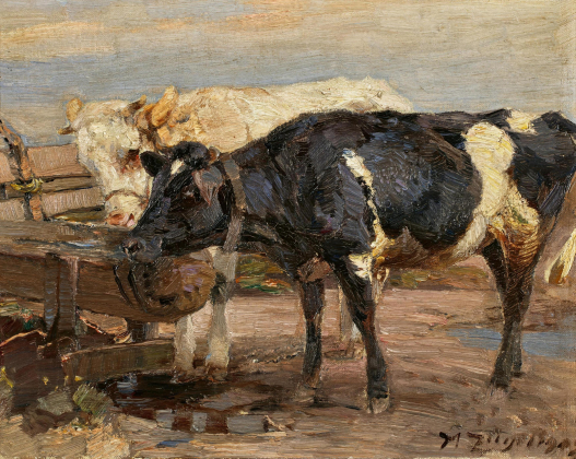 Cows at the Trough