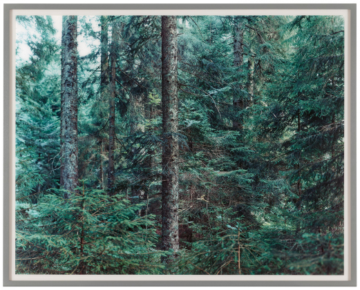 "Paradise 20 (Bayrischer Wald)"