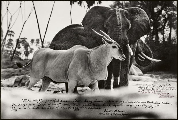 Bull Eland Passing Elephants Digging for Water in the Tiva Dry River