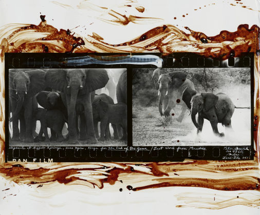 Elephants at Buffalo Springs, Kaso Nyiro, Kenya for the End of the Game