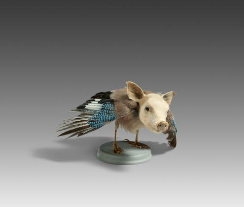 "misfit" (Ferkel/Eichelhäher)