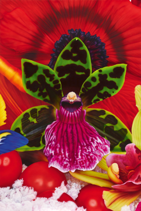 "Emperor Penguins Hunting Ground"