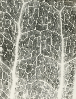 Farn: Photosynthese 3